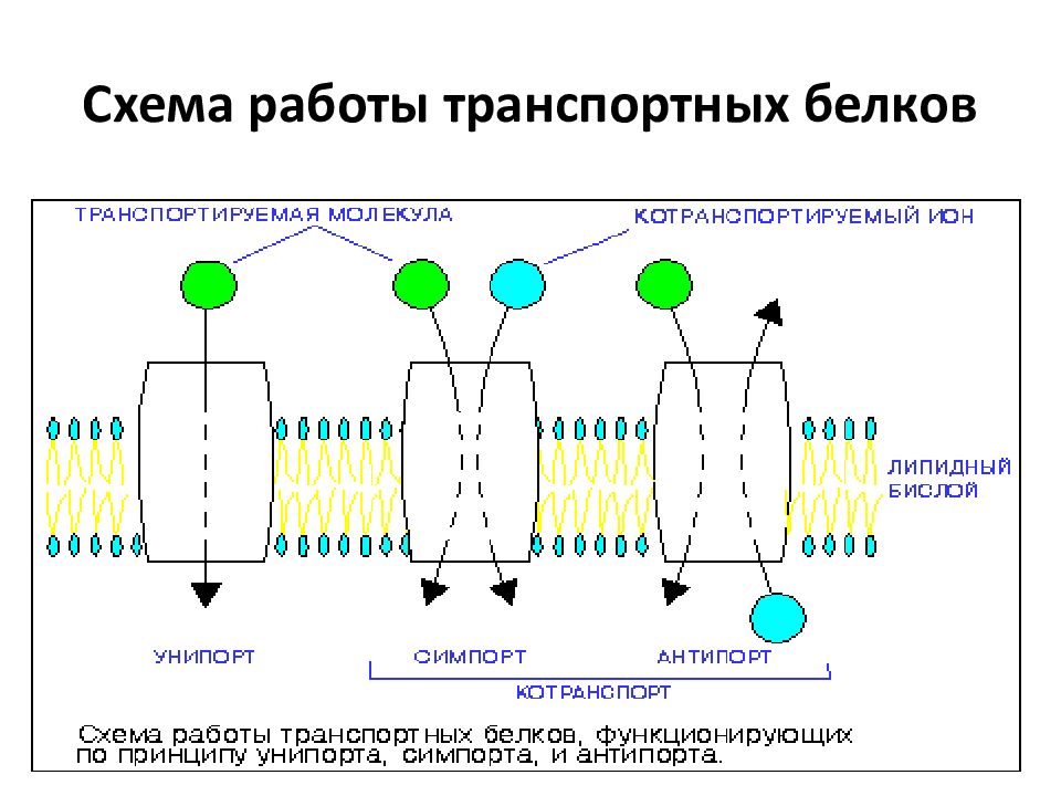 Белковый транспорт. Схема транспортных белков. Транспортный белок схема. Транспортный белок мембраны. Мембранный принцип организации.
