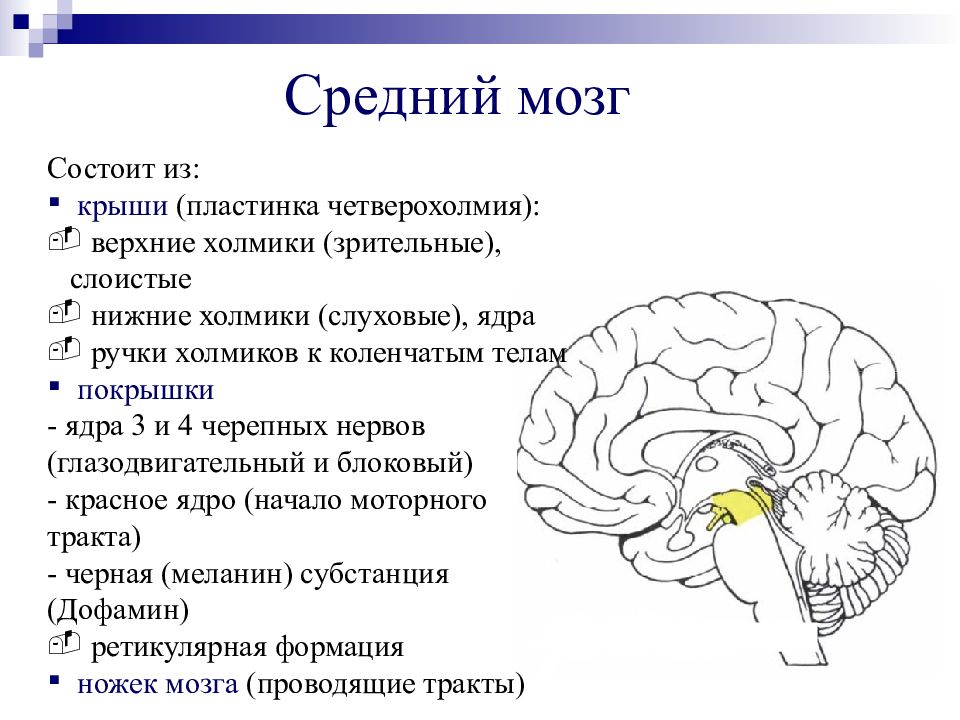 Строение среднего мозга 8 класс