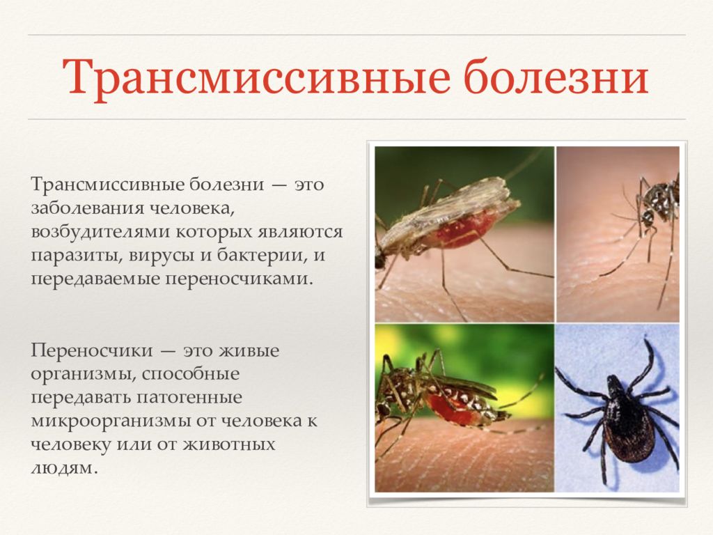 Трансмиссивным болезням относятся