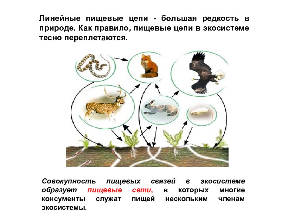 Пищевые связи в экосистеме презентация