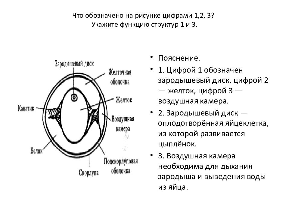 Что обозначено цифрами 1 5