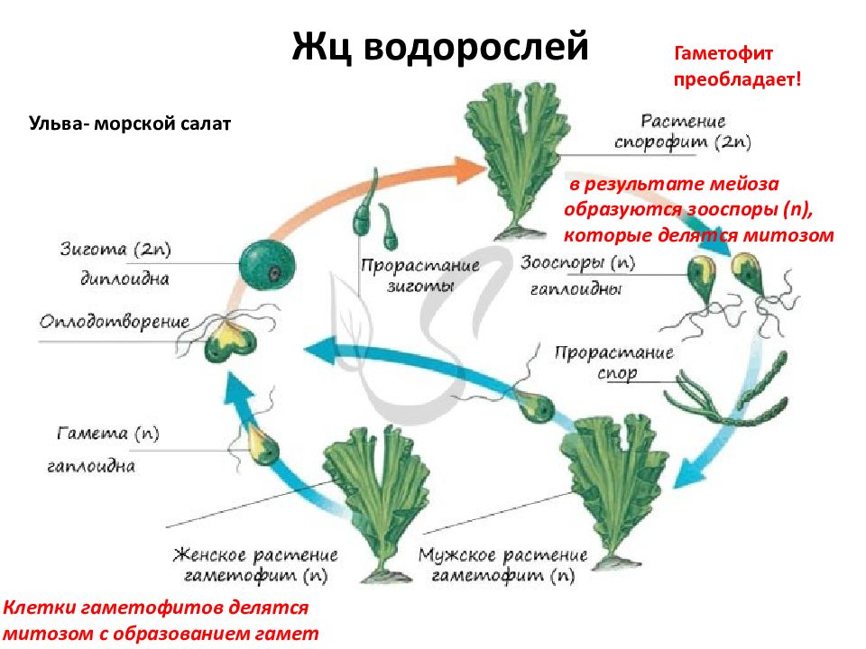 Цикл развития какого организма показан на рисунке