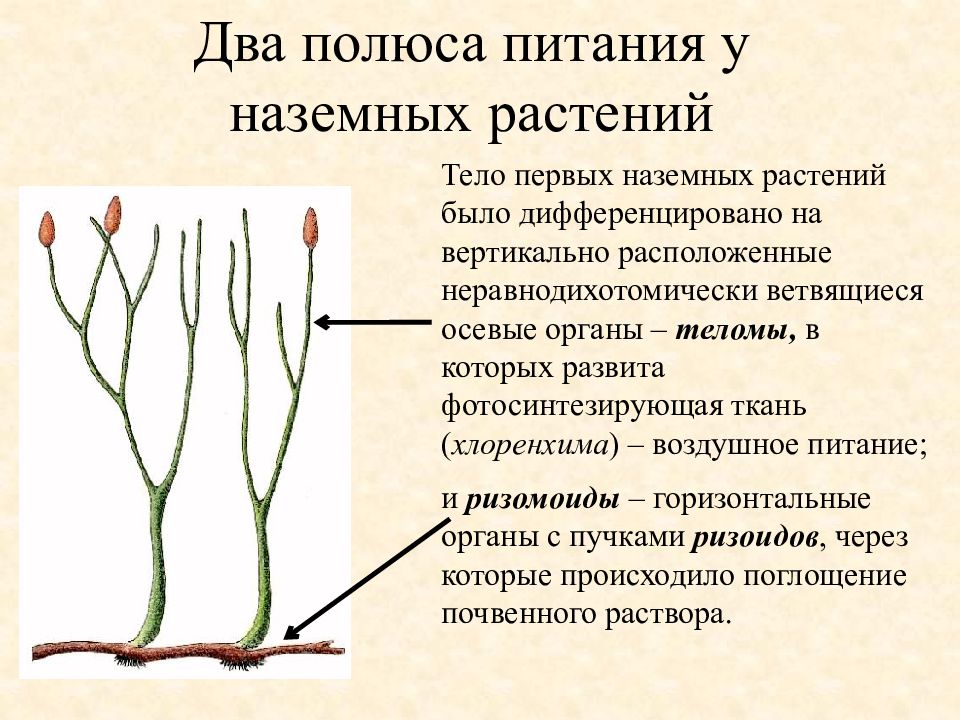 На рисунке изображены первые наземные растения которые вероятно произошли от