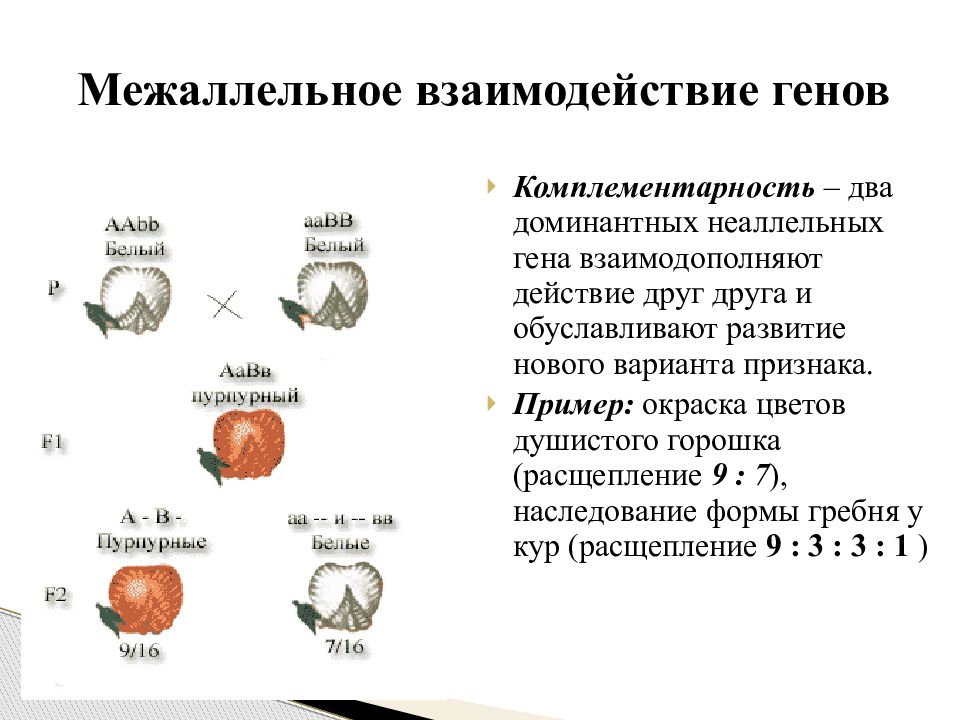 Дополнительное взаимодействие. Генетические схемы комплементарности. Комплементарное взаимодействие генов схема. Неаллельные взаимодействия генов расщепление. Комплементарное взаимодействие генов расщепление 9:7.