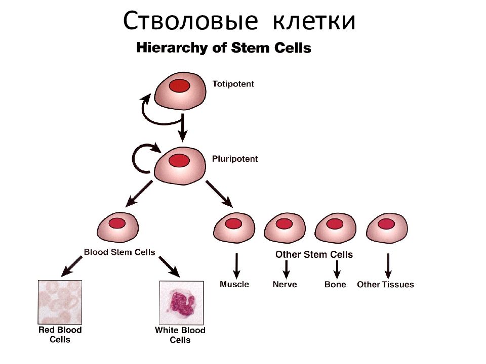 Стволовые клетки и выращивание органов и тканей проект по биологии