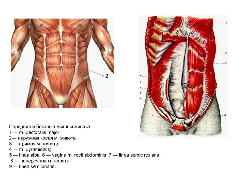 Презентация мышцы живота