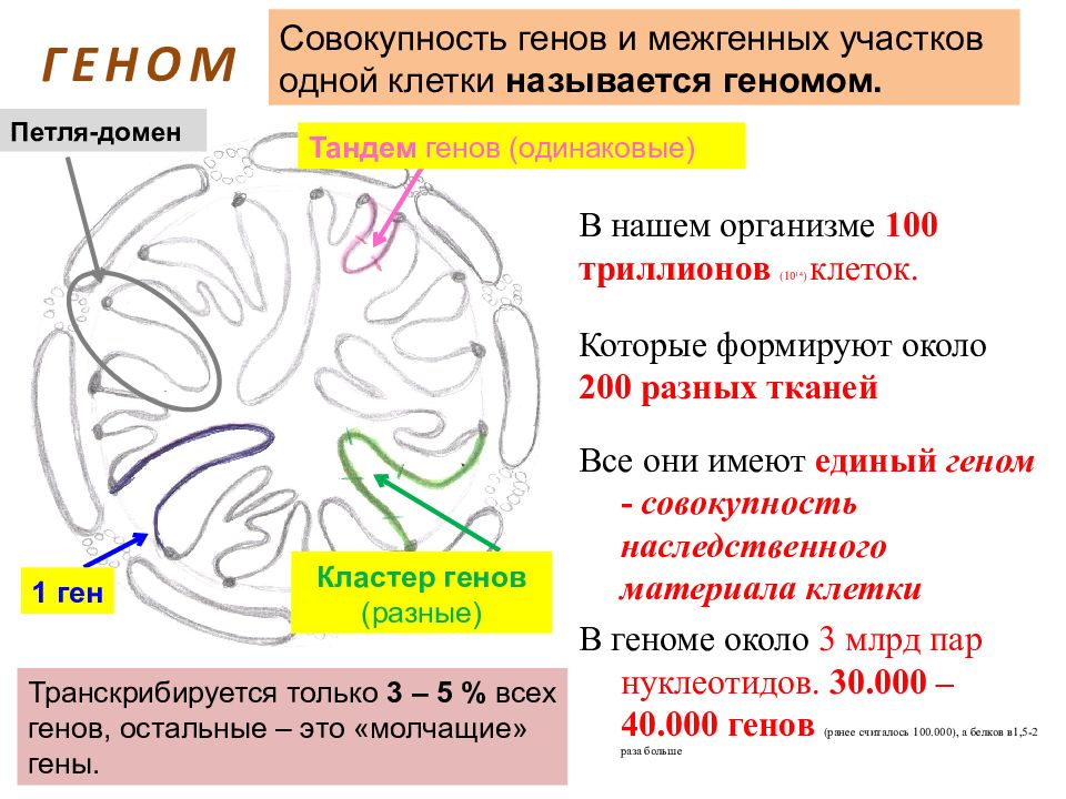 Совокупность всех генов организма называется. Гены в клетке. Группа генов одной петли называется. Совокупность генов это. Группа генов одной петли.