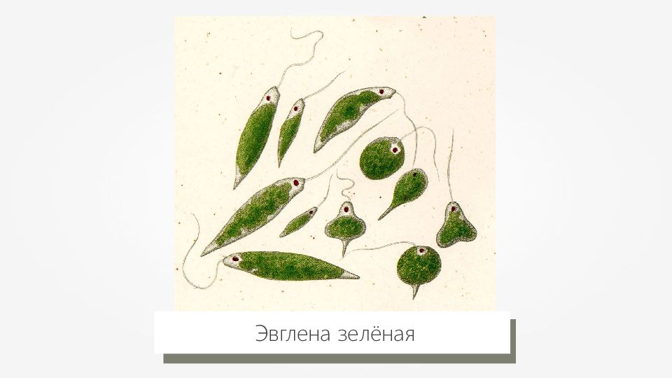 Хлорофиллы эвглены зеленой. Эвгленовые (Euglena, trachelomonas),. Эвгленовые водоросли представители. Эвглена зеленая. Тип эвгленовые представители.