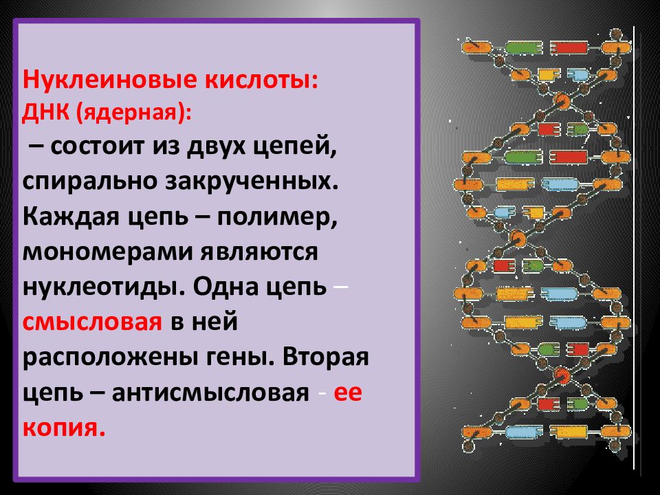 Фрагмент смысловой цепи днк