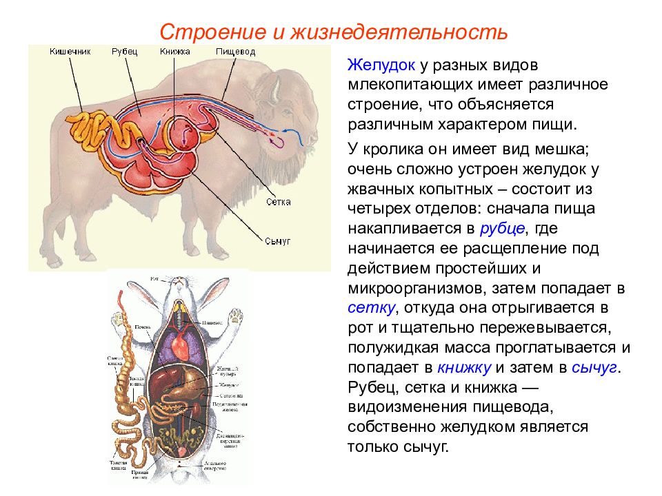 Внутреннее строение млекопитающих кратко