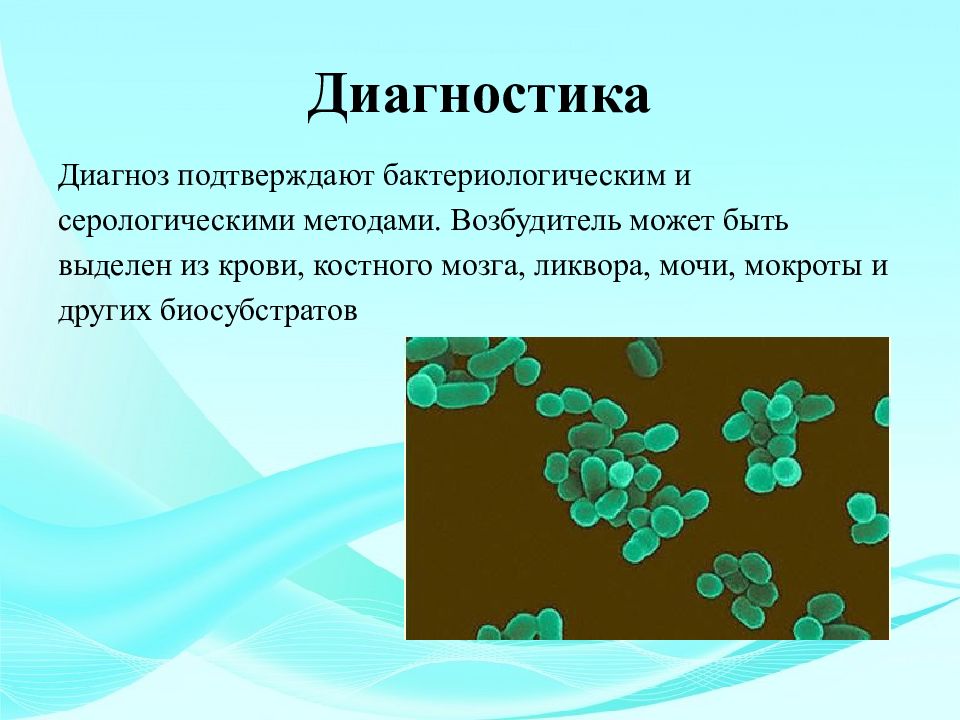 Бруцеллез презентация. Патогенез бруцеллеза у животных. Презентация на тему бруцеллез. Клинические признаки бруцеллеза у животных. Бруцеллез животных презентация.