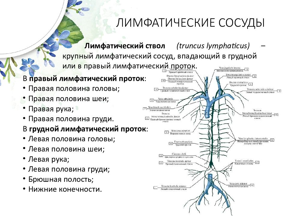 Крупные лимфатические сосуды. Лимфатическая система презентация 8 класс. Кроссворд лимфатическая система. Лимфатическая система иммунная защита. Схема лимфатического массажа направление.