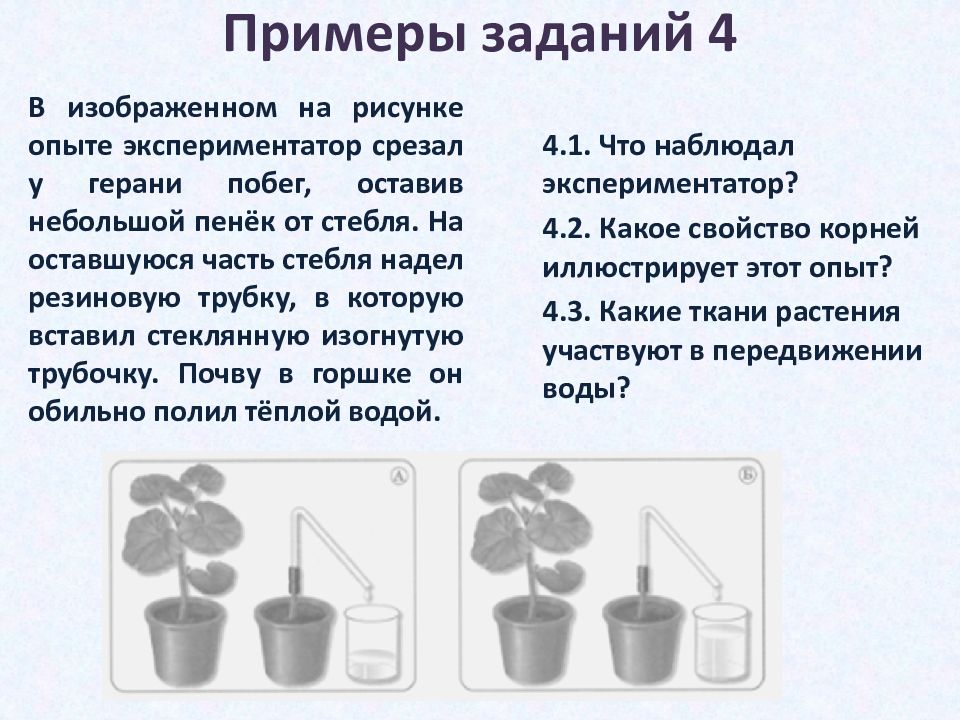 В изображенном на рисунке опыте экспериментатор закрыл лист герани с двух сторон черной бумагой так