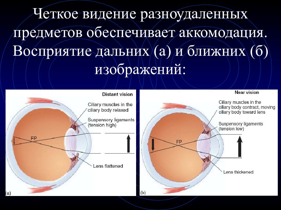 Какие характеристики хрусталика обеспечивают его аккомодацию. Аккомодация. Процесс аккомодации. Аккомодация глаза. Строение глаза. Аккомодация глаза.