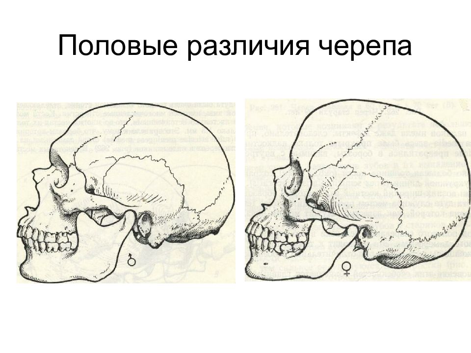 Соотношение мозгового и лицевого черепа. Возрастные и половые отличия черепа. Половые различия черепа. Половые различия строения черепа. Половые отличия черепа анатомия.