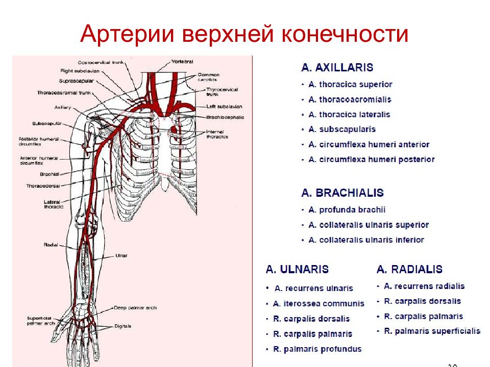 Кровообращение верхней конечности. Кровоснабжение верхней конечности топографическая анатомия. Схема ветвления артерий верхней конечности. Плечевая артерия анатомия схема. Схема венозного кровотока верхней конечности.