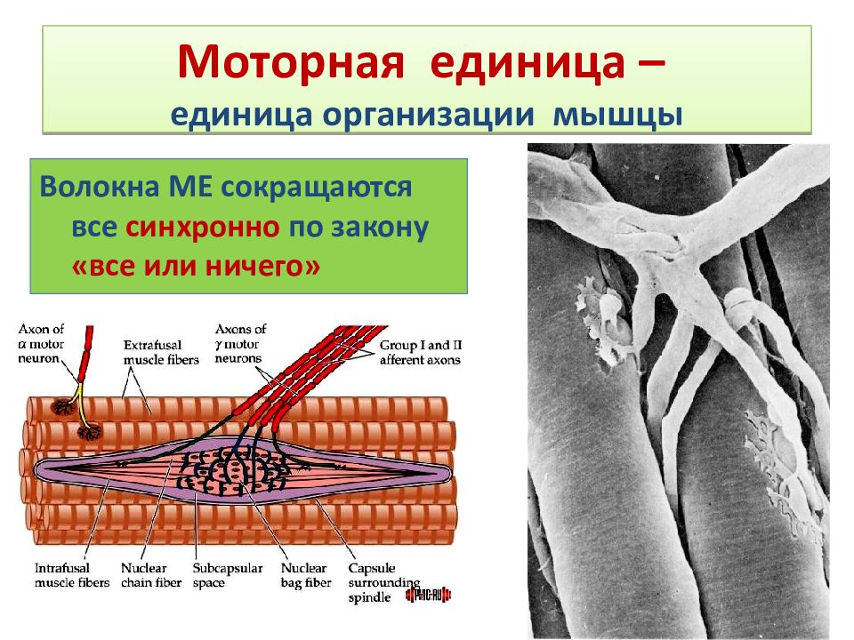 Двигательная единица. Моторная единица мышечного волокна. Моторная единица физиология. Понятие моторной единицы мышцы. Строение двигательной единицы.