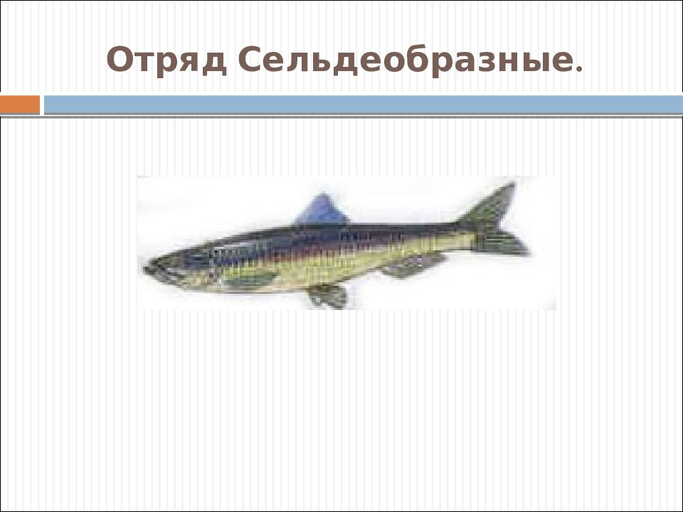 Представители отряда сельдеобразные. Отряд Сельдеобразные. Отряд Сельдеобразные представители. Костистые рыбы. Акула сельдеобразная.