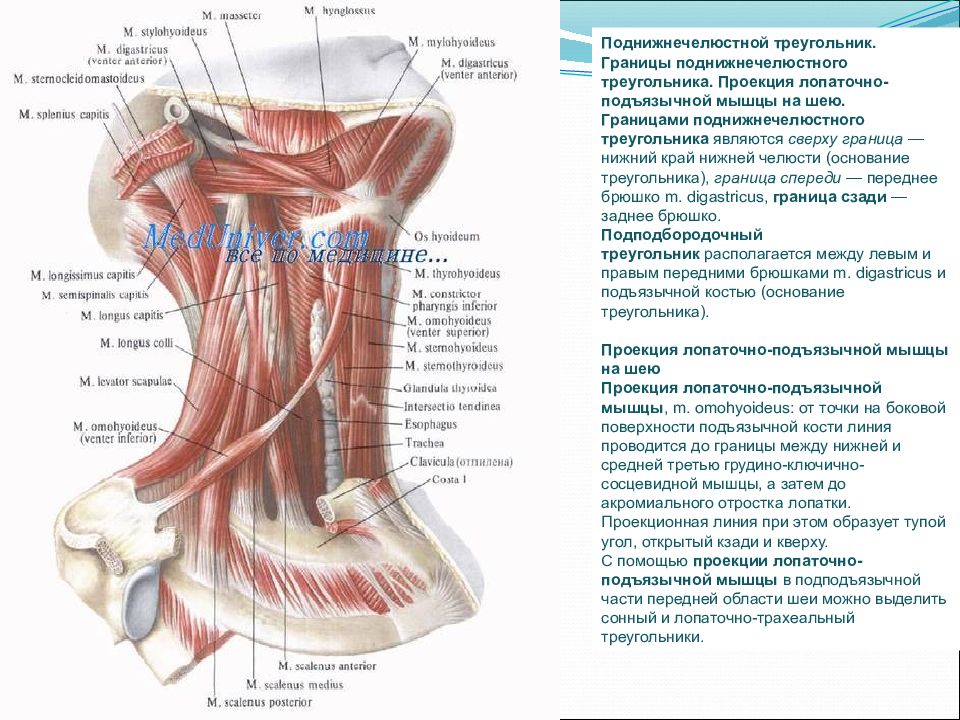 Топографическая анатомия и оперативная хирургия шеи презентация