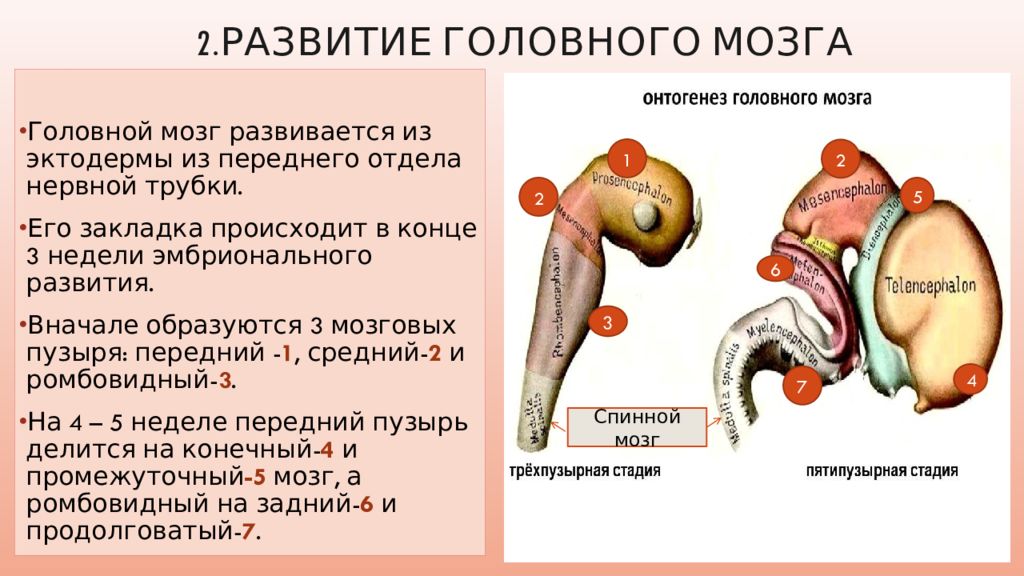 3 и 5 мозговых пузырей