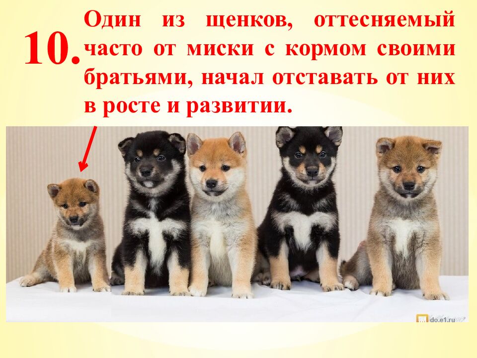 Экспресс-тест 1-й вариант 1. Случайное расхождение гомологичных хромосом при