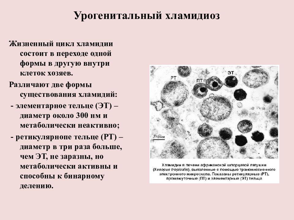 Хламидии микробиология презентация