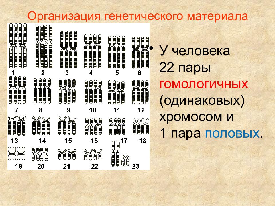 Одинаковые пары хромосом. Пары гомологичных хромосом.