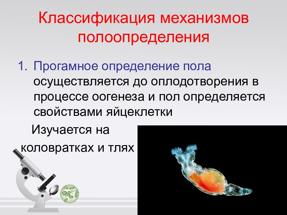 Определение пола презентация. Механизмы определения пола. Прогамное определение пола. Определение пола у тли. Как определяется пол у зародыша.