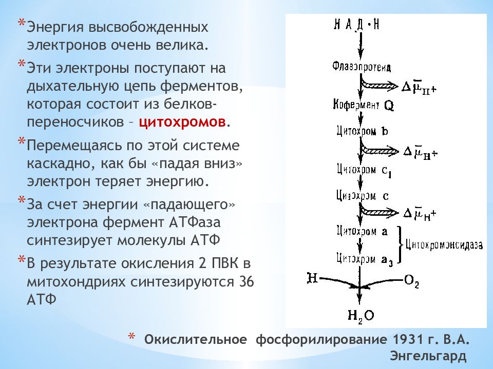 Энергетический обмен в клетке гликолиз и окислительное фосфорилирование презентация 10 класс