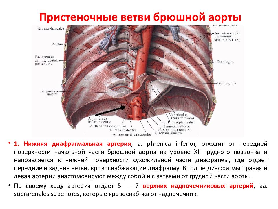 Презентация брюшная аорта