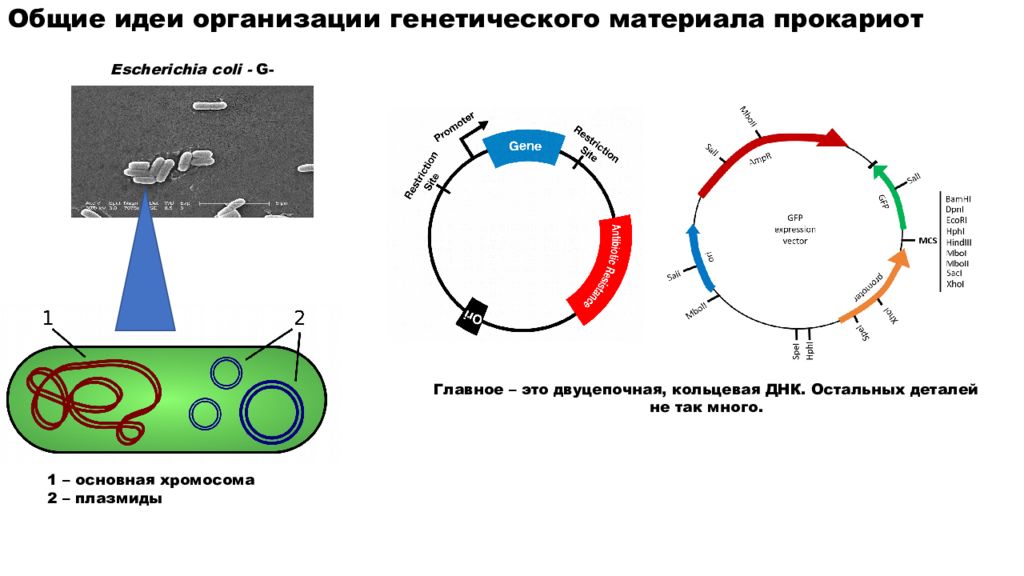 Плазмида кольцевая днк