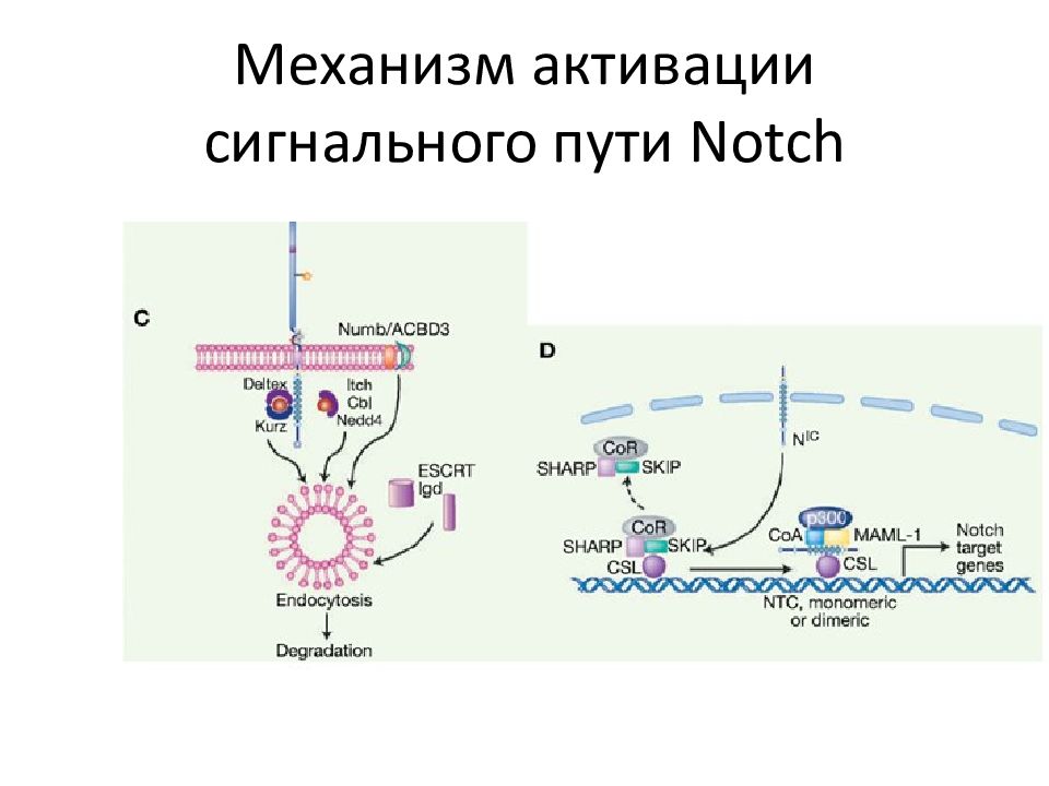 Синтез белков мембран