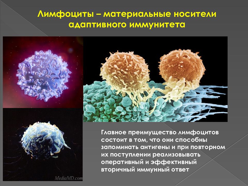 Патология иммунной системы презентация