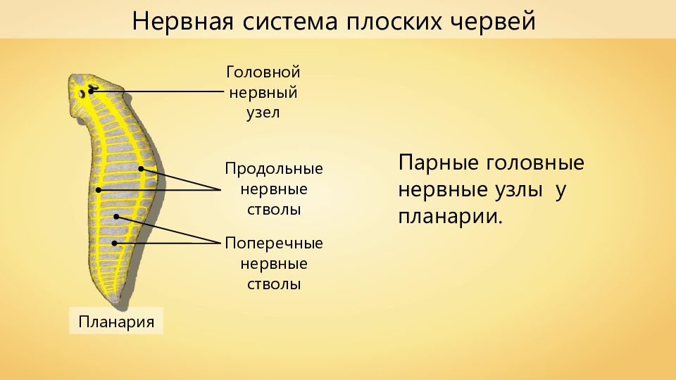 Схема строения нервной системы плоского червя