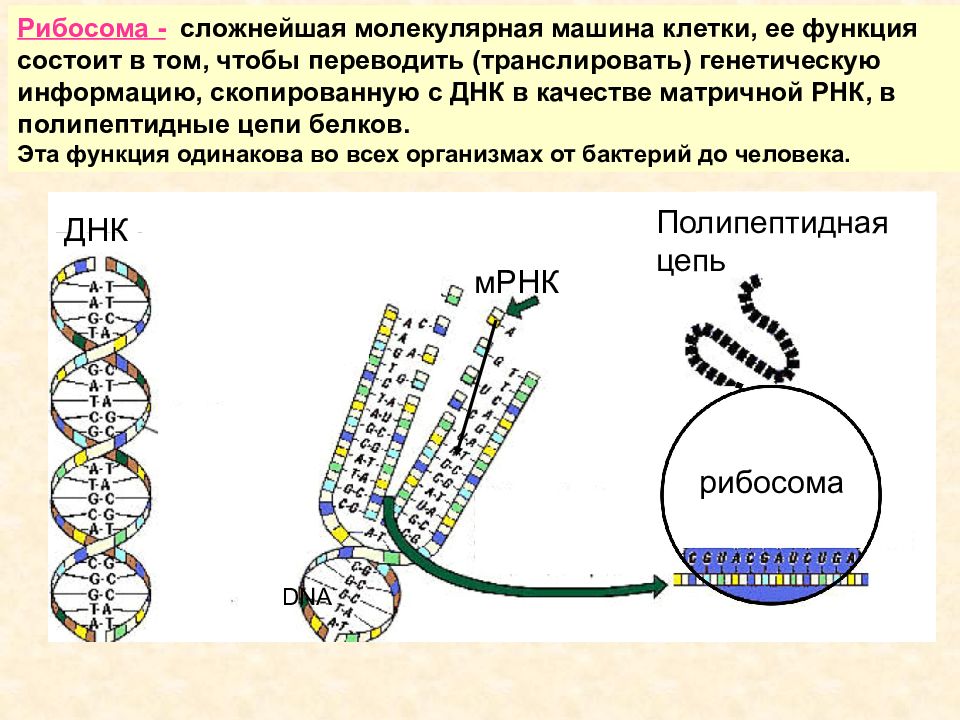 Матричная цепь рнк. Рабисома биосинтнз белка ДНК. Функция рибосомы в синтезе белка. Строение рибосом биохимия. ДНК В рибосомах.