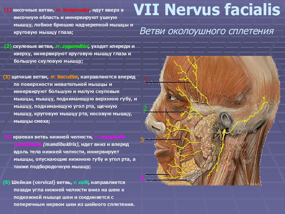 Нервы лицевой области. Лицевой нерв- nervus Facialis. Ветви околоушного сплетения.