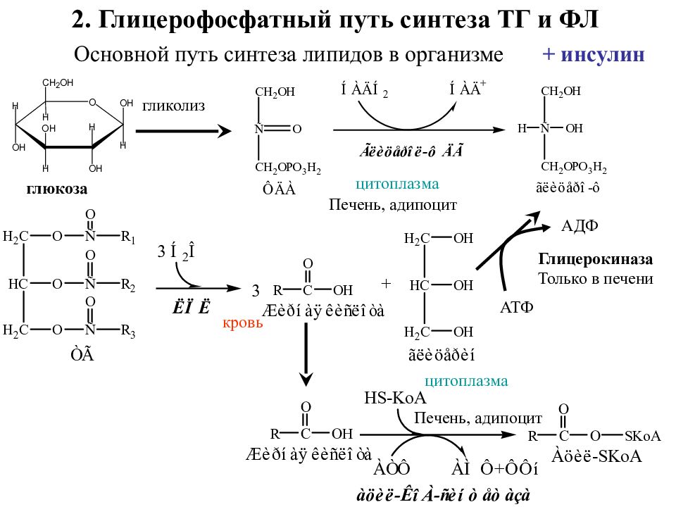 Синтез таг. Глицерофосфатный путь синтеза тг и фл. Синтез таг и фосфолипидов. Синтез таг Синтез фосфолипидов. Биосинтез триглицеридов и фосфолипидов.