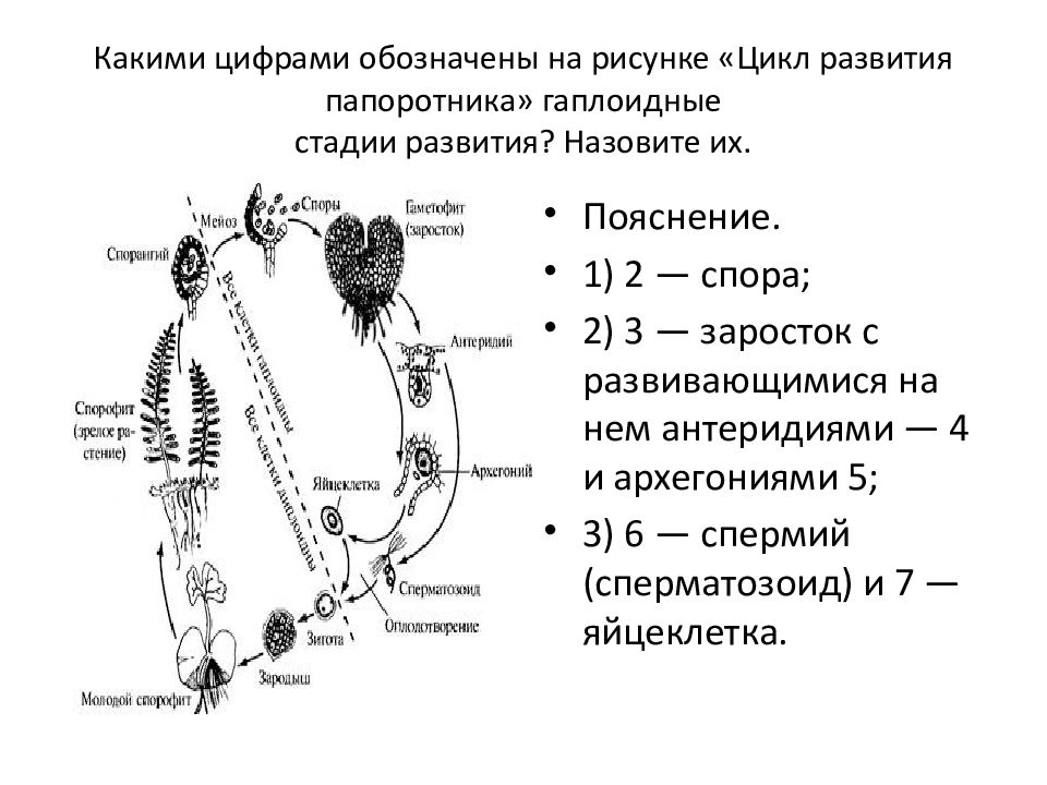 Каким номером на рисунке обозначена диплоидная стадия жизненного цикла егэ