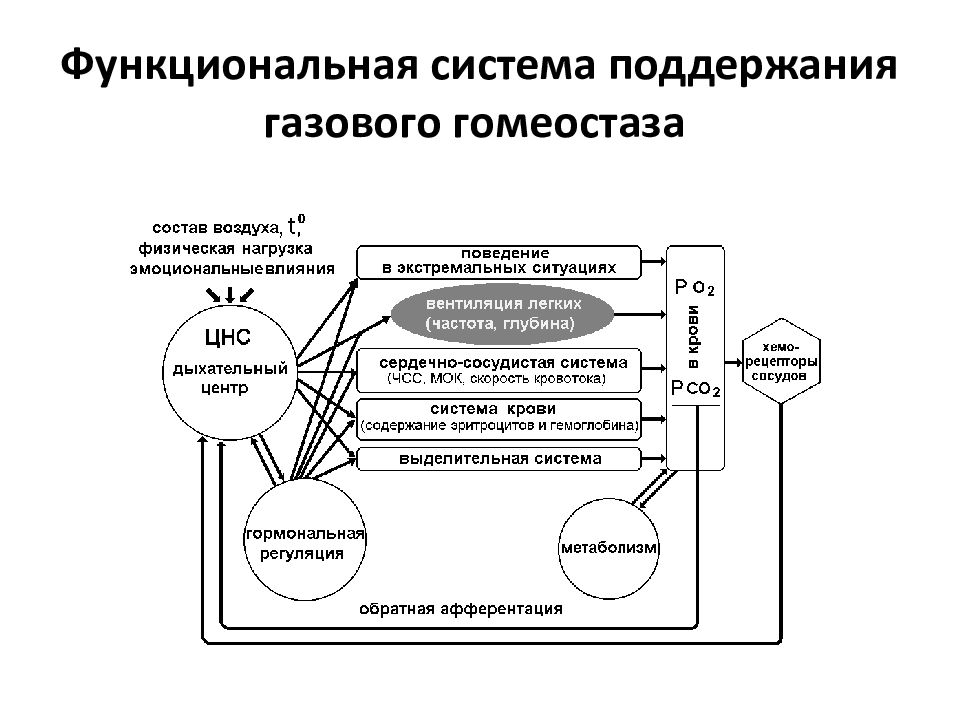 Функциональные системы образования. Функциональная система. Схема функциональной системы. Схема функциональной системы питания. Компоненты речевой функциональной системы.