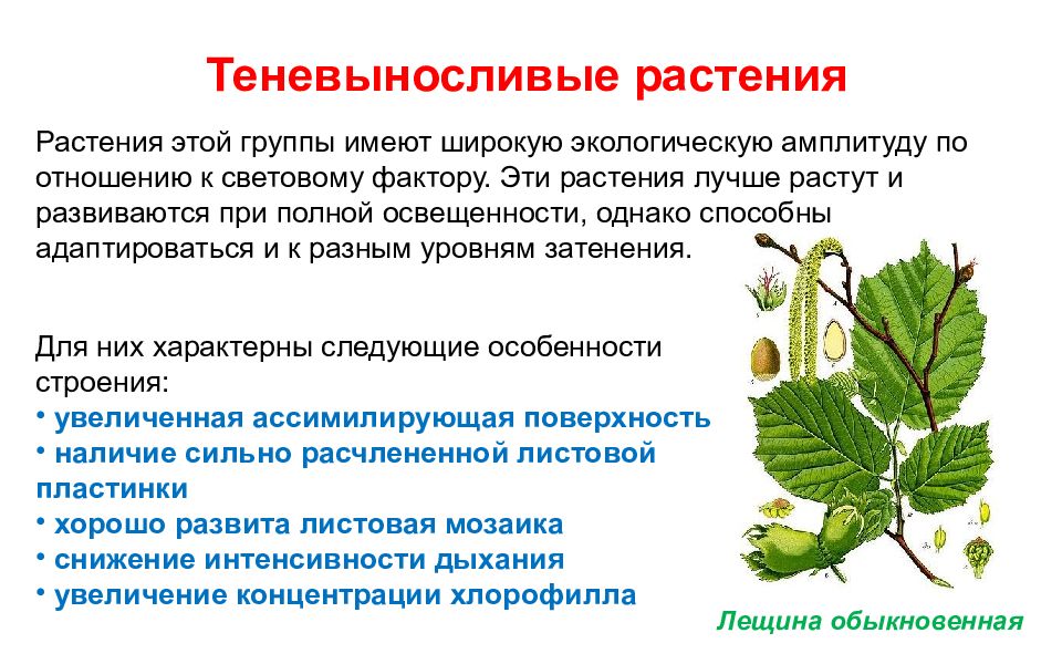 Теневыносливые растения