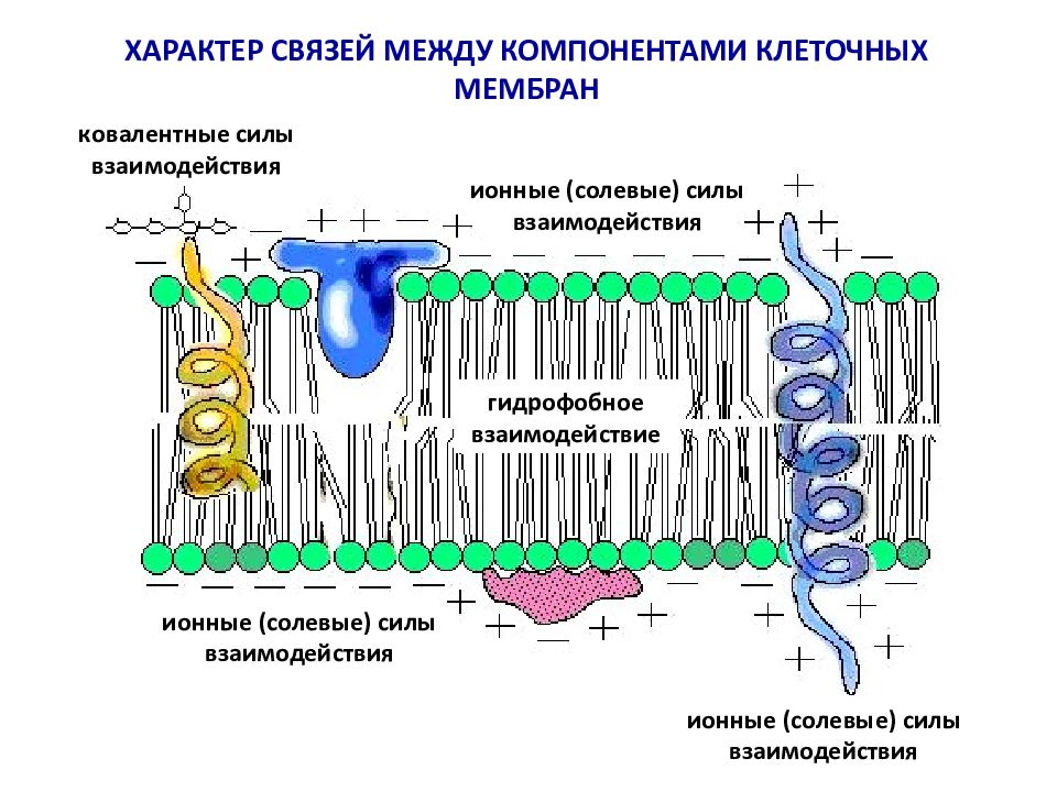 Мембрана процесс