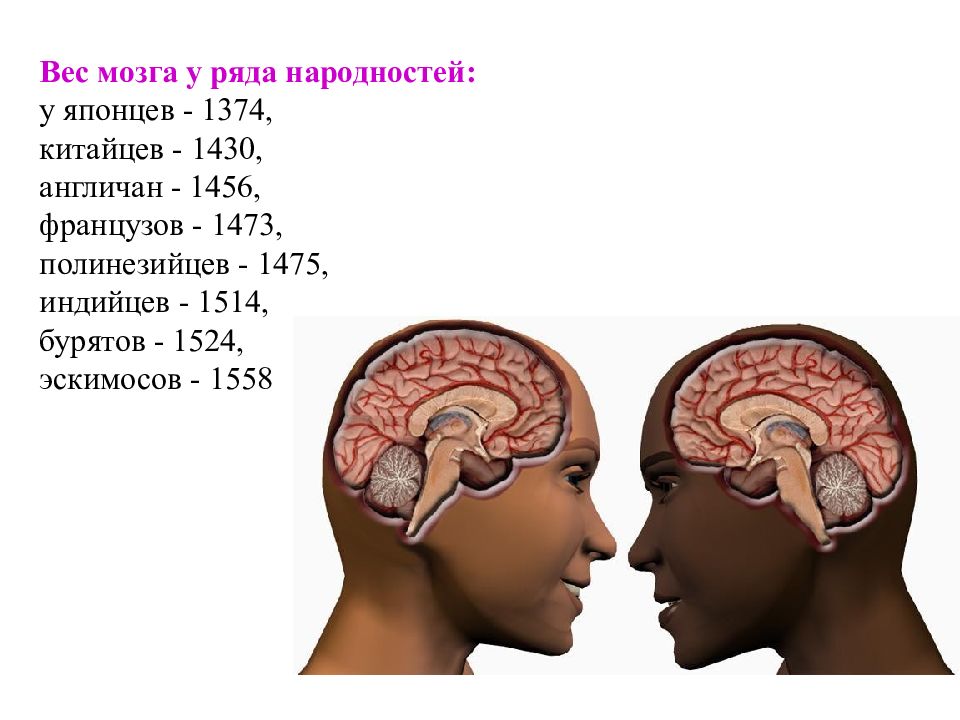 Вес мозга. Размер мозга. Размер головного мозга человека.