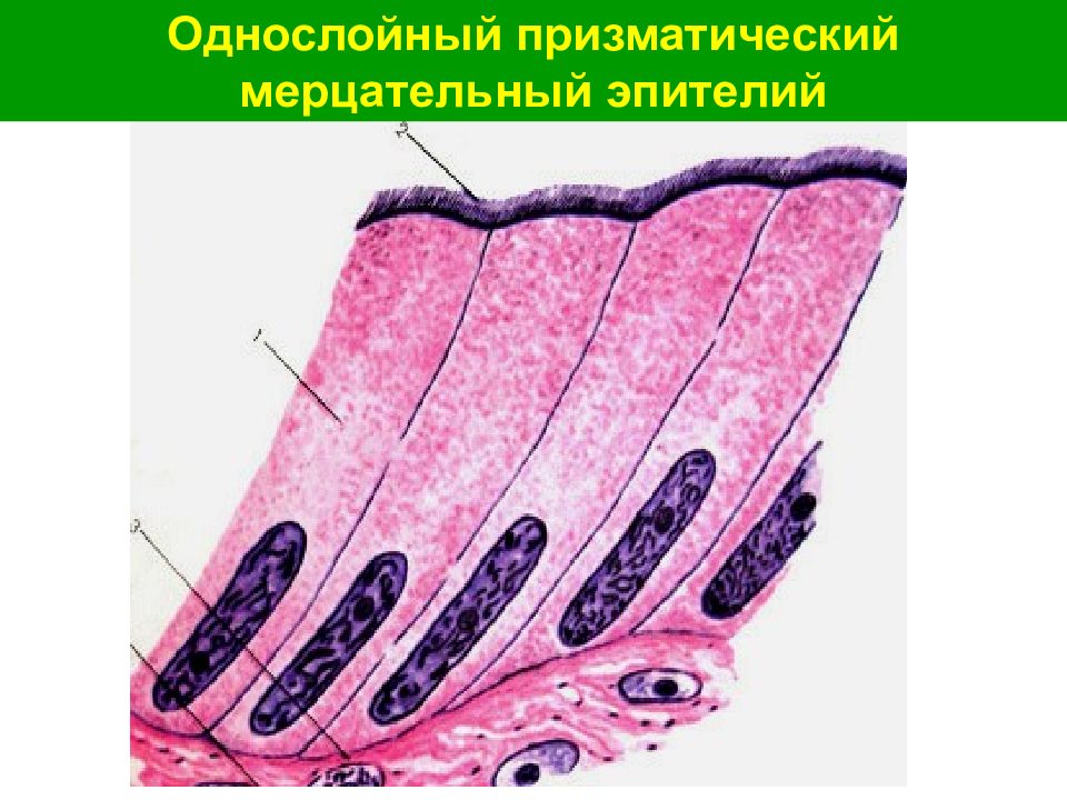 Мерцательный эпителий рисунок