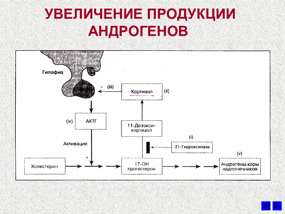 Андрогены железа. Повышение продукции андрогенов. Андрогены регуляция секреции. Регуляция андрогенов надпочечников. Схема продукции андрогенов у женщин.