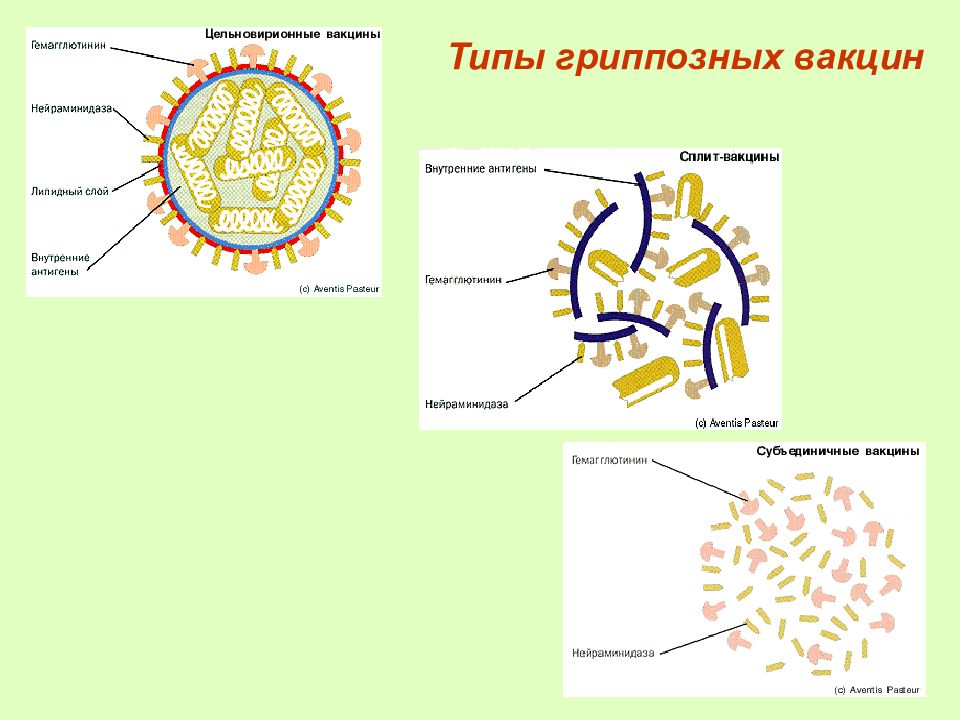 Паротит микробиология презентация