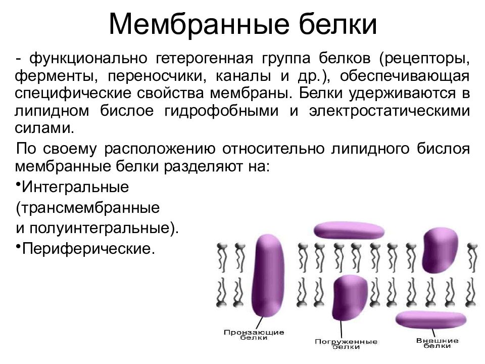 Белки мембраны. Семейства адгезивных мембранных белков.. Мембранные белки. Мембранные белки примеры. Функциональные группы белков.