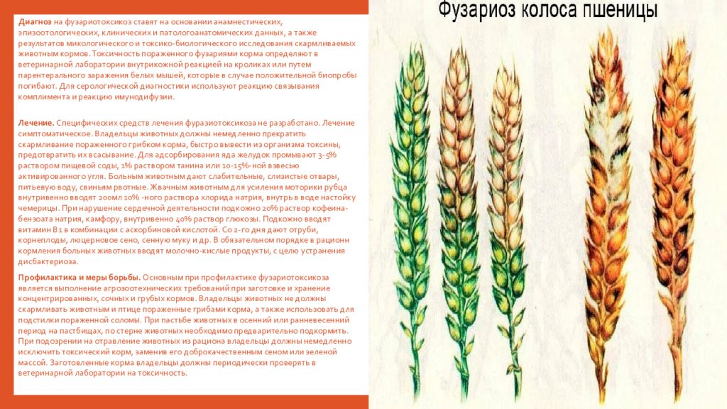 Скармливать. Fusarium фузариотоксикоз. Фузариотоксикозы животных. Фузариограминеаротоксикоз. Фузариотоксикоз пути заражения.