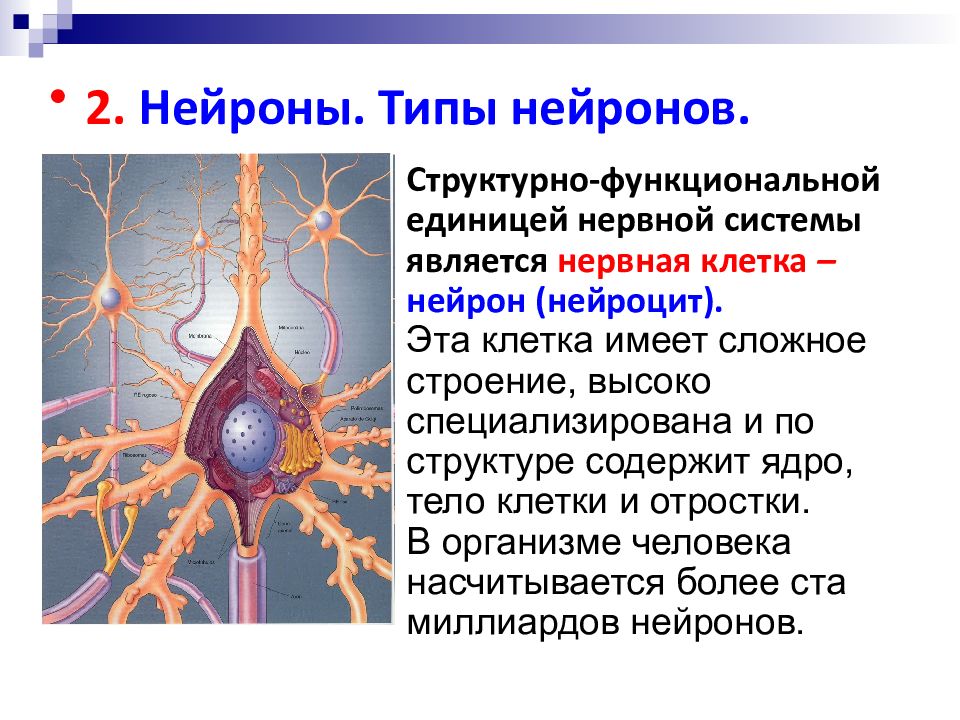 На рисунке представлены нейрон нервная ткань головной мозг и нервная система человека огэ биология