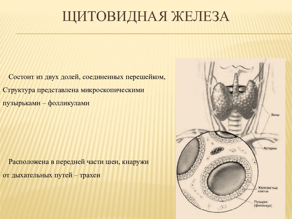 Железы состоят из. Щитовидная железа состоит из 2 долей Соединенных перешейком. Щитовидная железа состоит из 2 долей. Состоит из двух долей Соединенных перешейком. Состоит из двух долей Соединённых перешейком гипофиз.