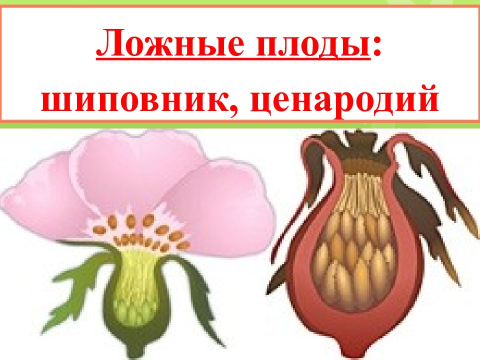 Рисунок плода шиповника